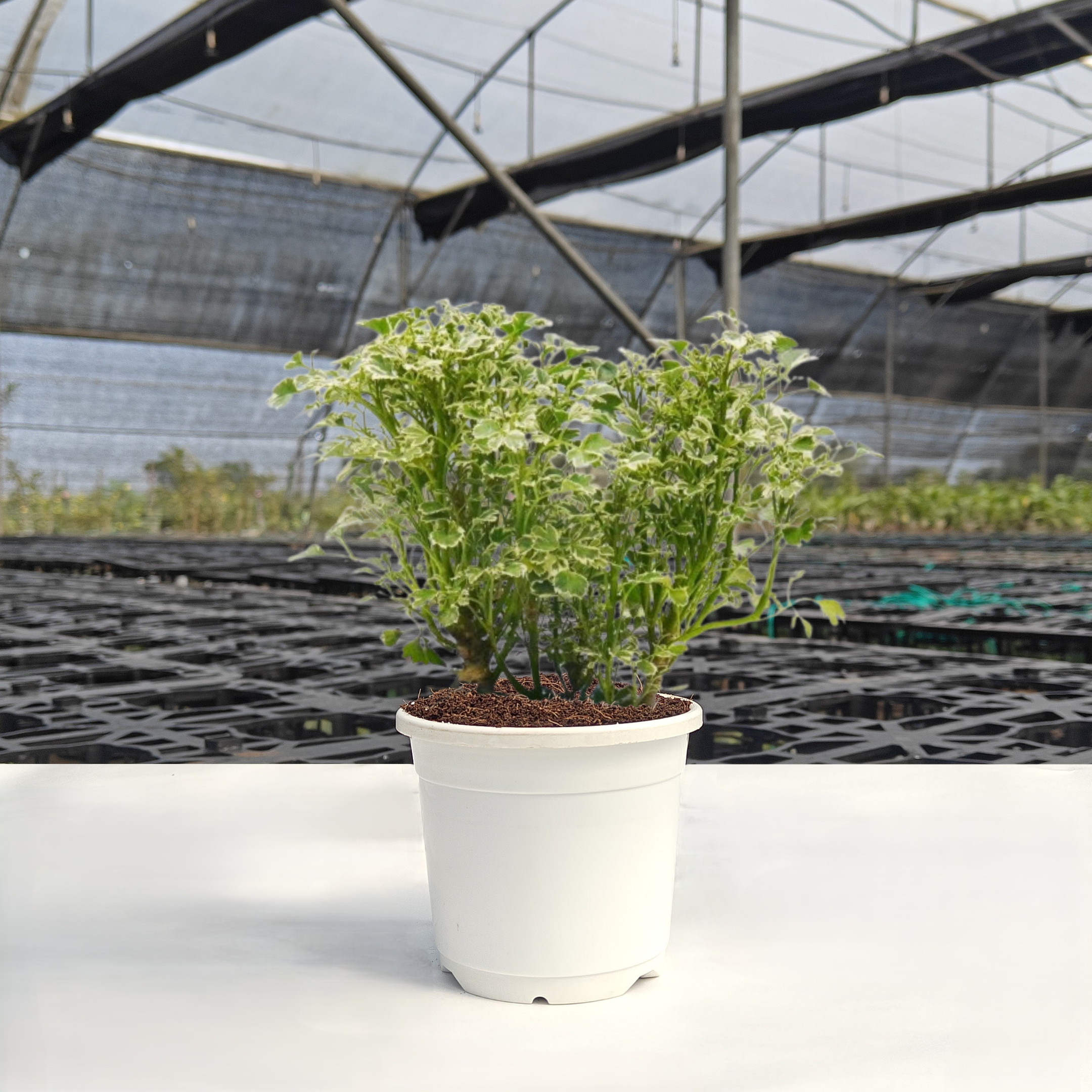 Aralia Variegated Plant