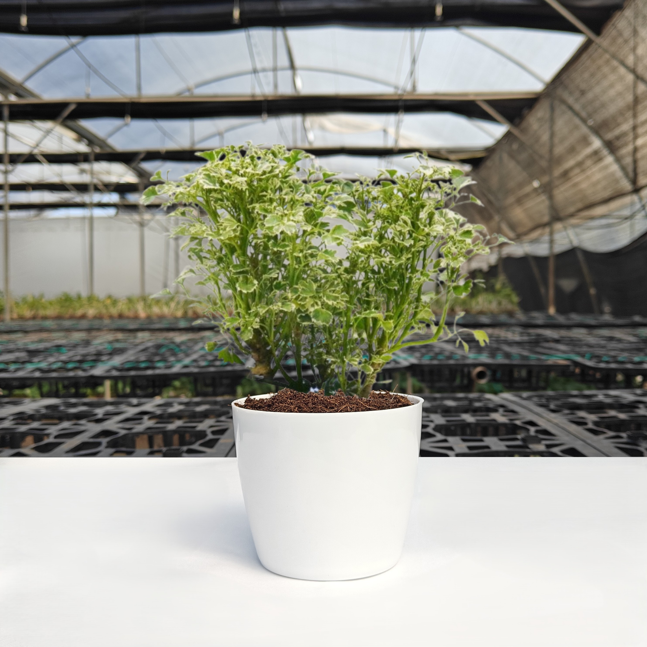 Aralia Variegated Plant