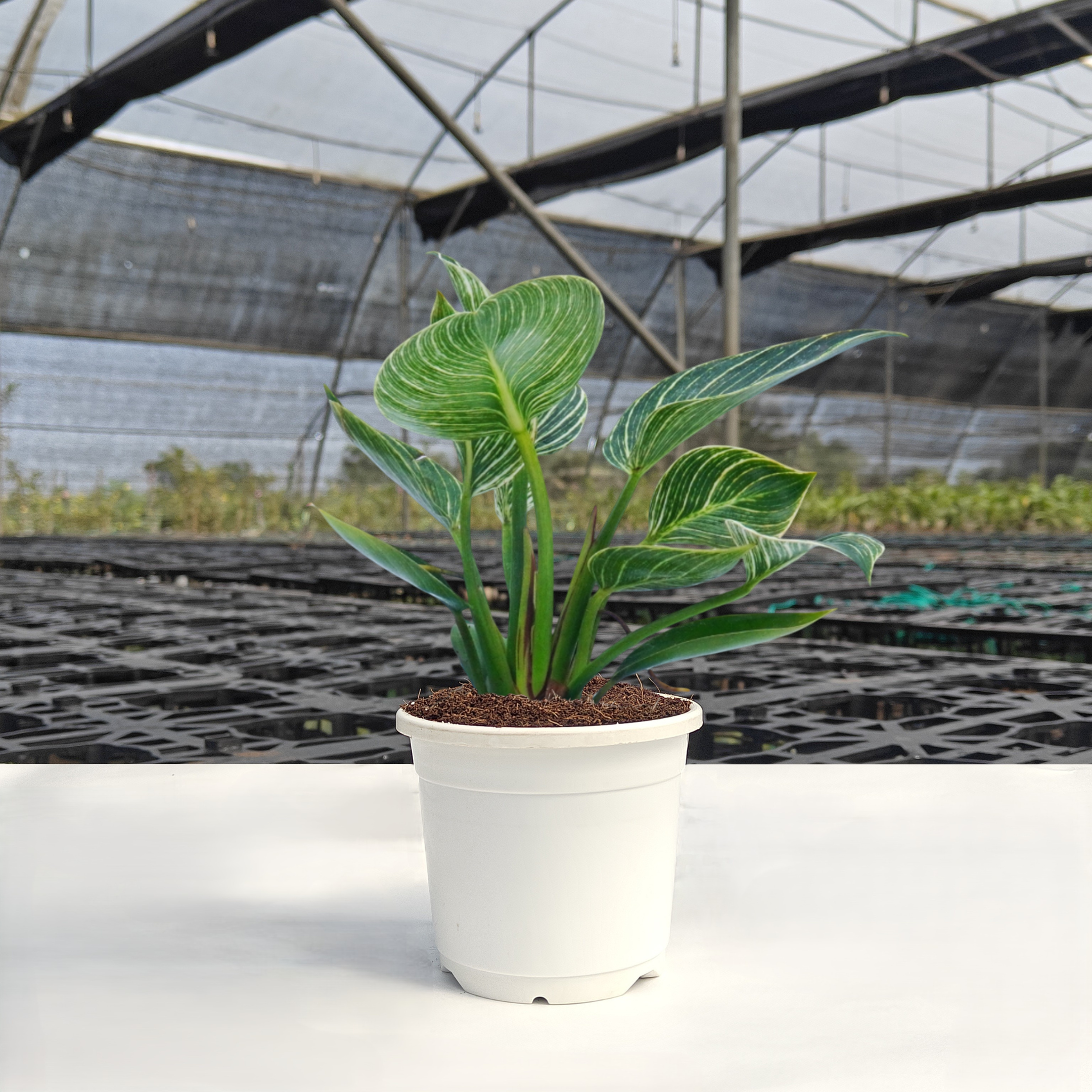 Philodendron Birkin Plant