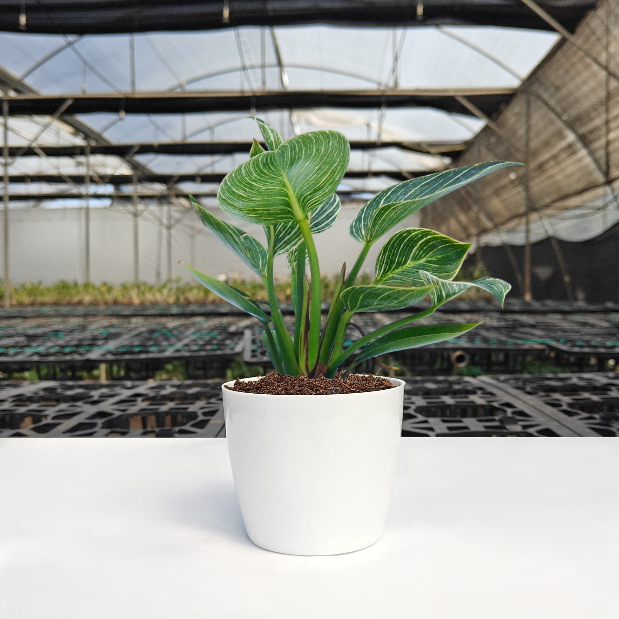 Philodendron Birkin Plant